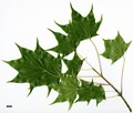 SpeciesSub: var. sinicum SpeciesSub: var. sinicum